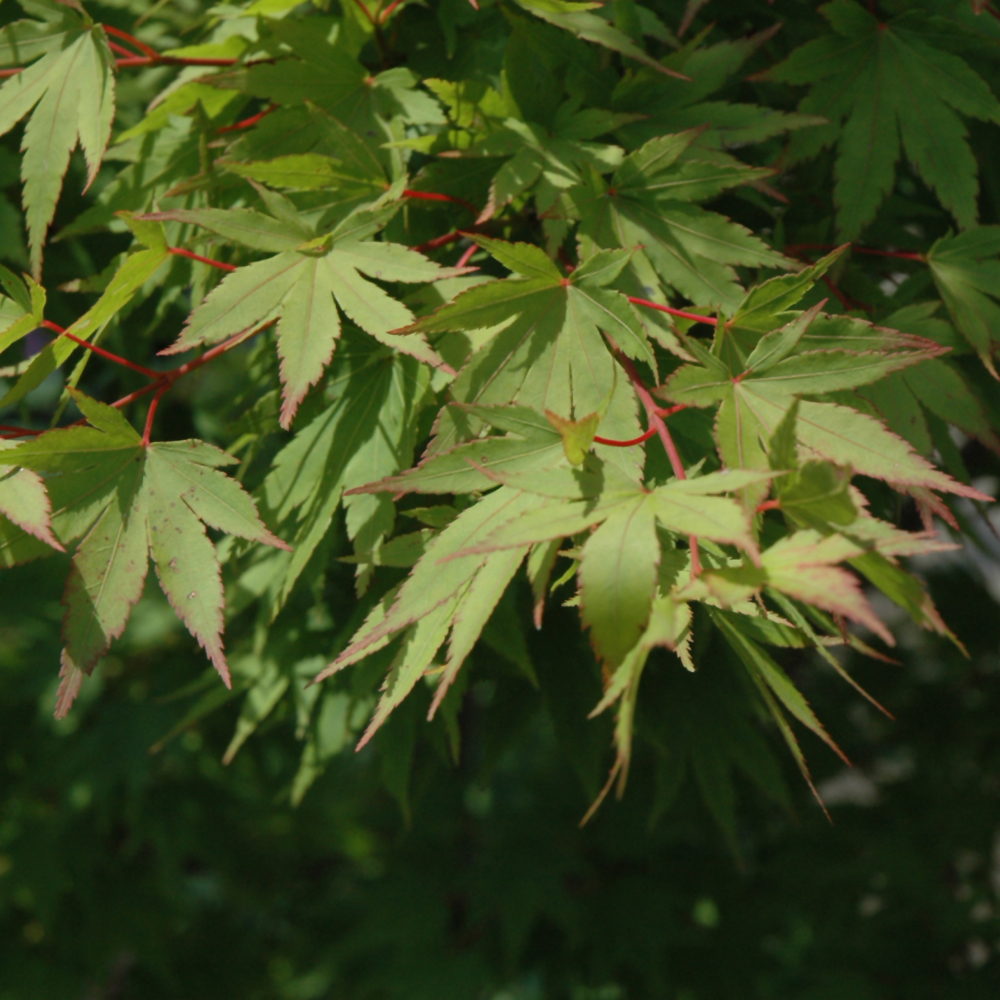 Tobiosho Japanese Maple