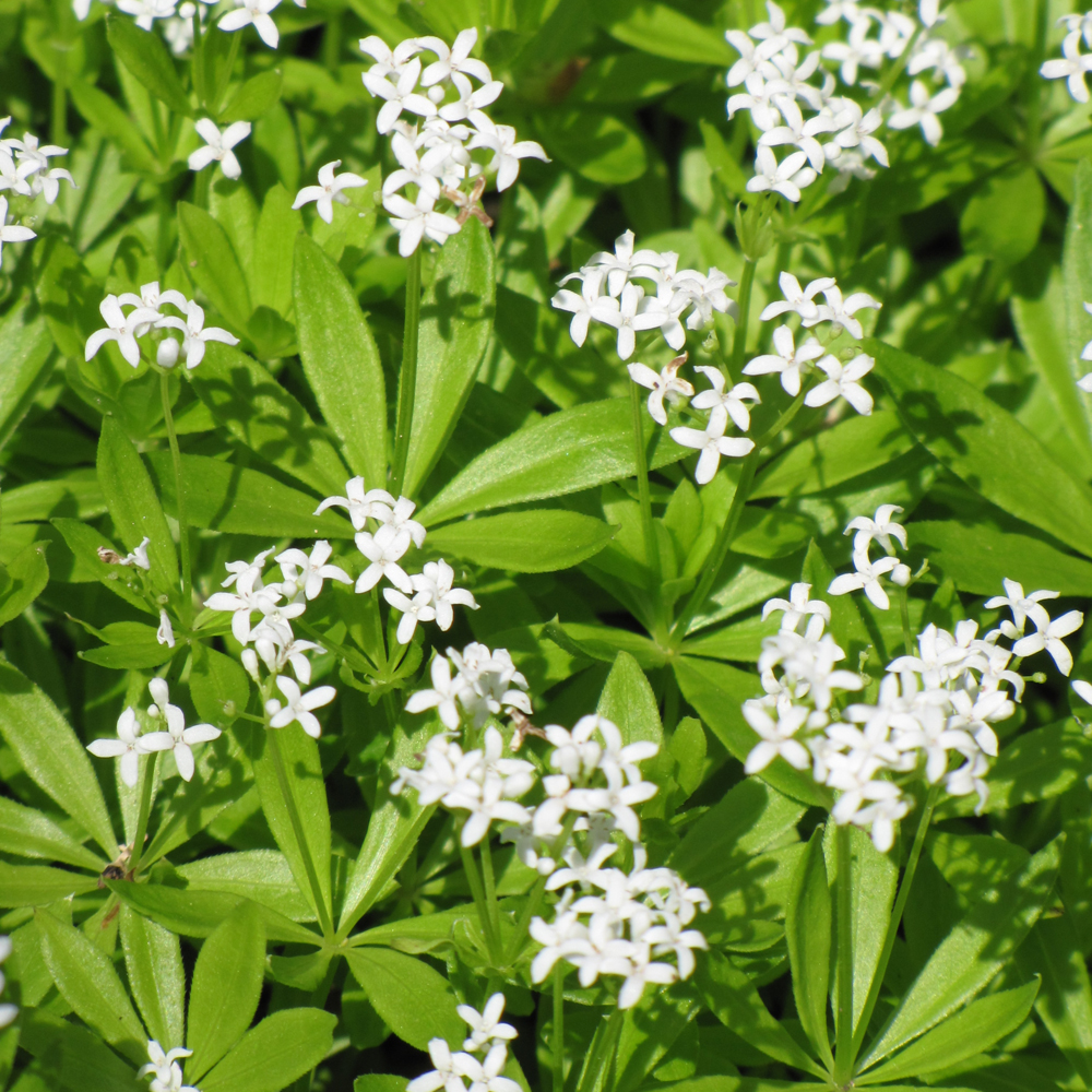 Sweet Woodruff - Image 2