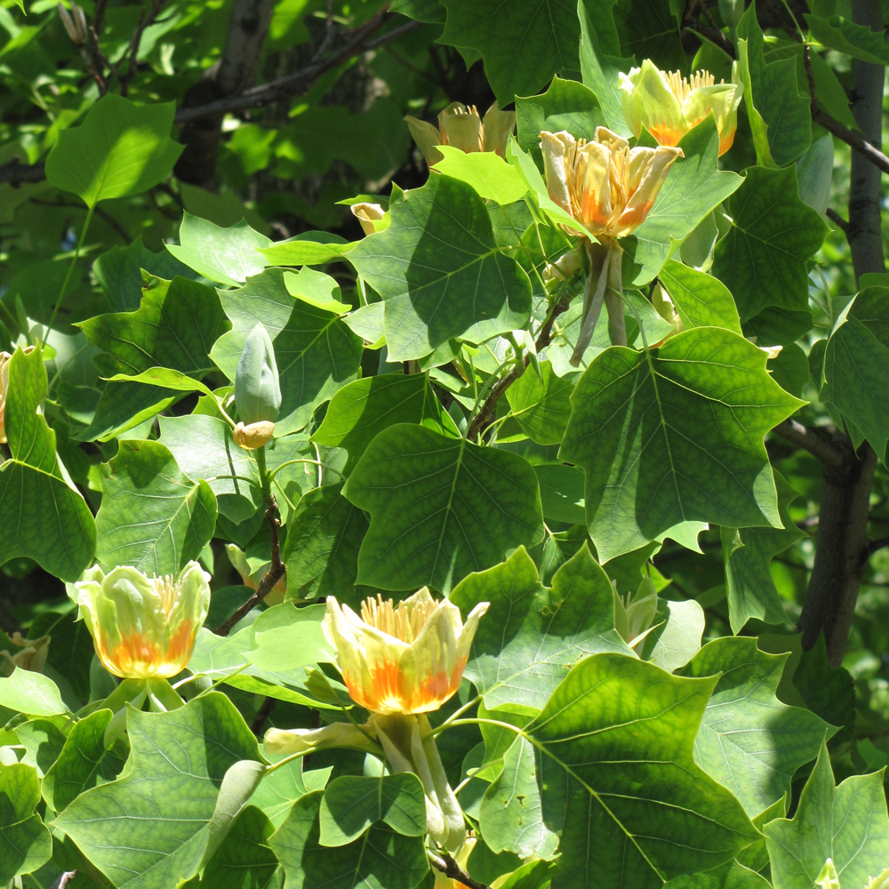 Tuliptree - Image 2