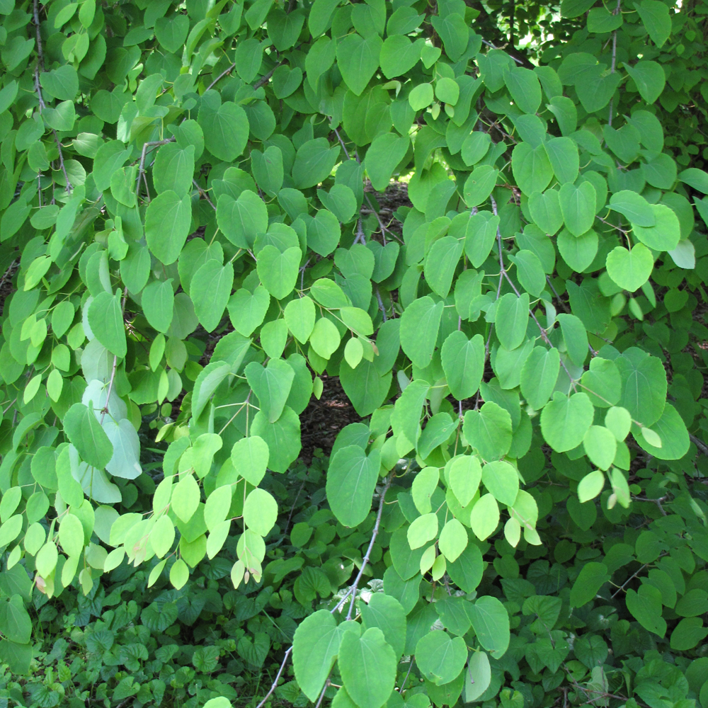 Katsura Tree - Image 2