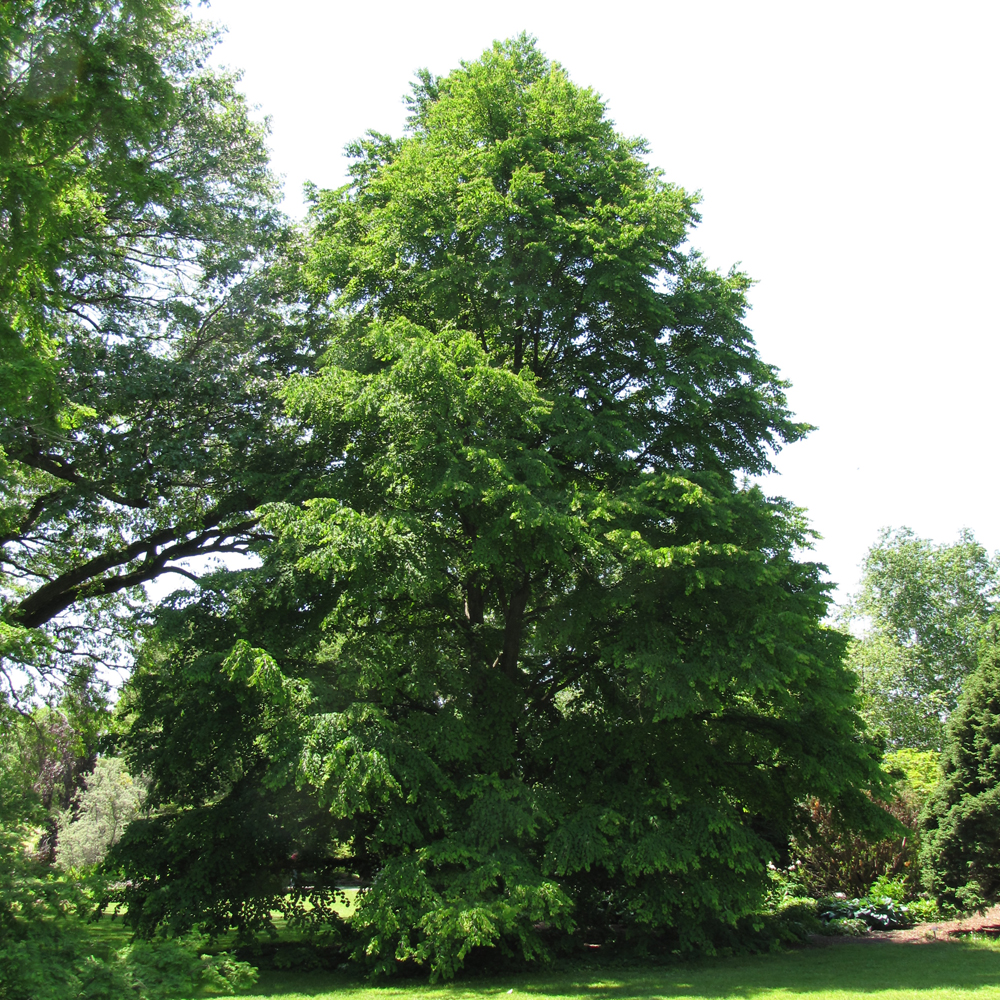 Katsura Tree