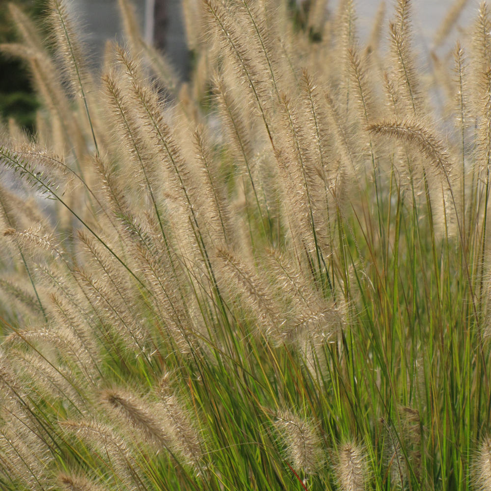 Hameln Dwarf Fountain Grass - Image 3