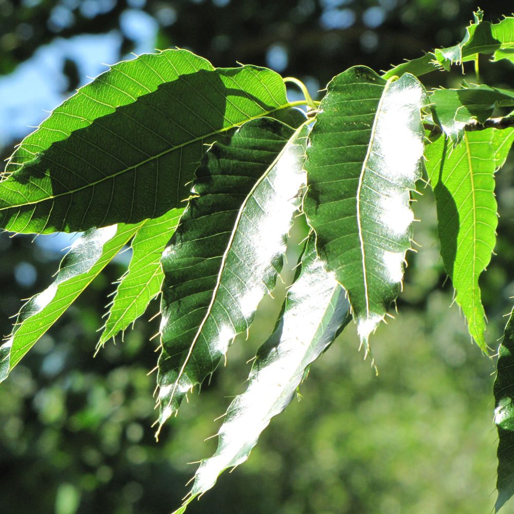Sawtooth Oak - Image 2