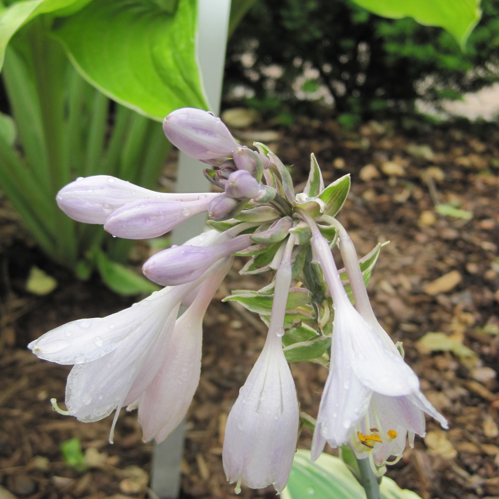 Blue Ivory Hosta - Image 3
