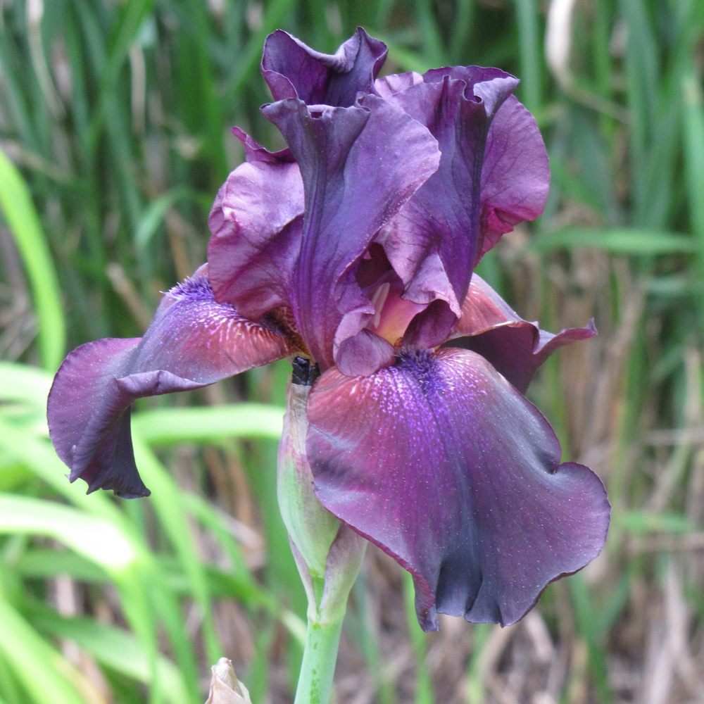 Superstition Iris - Image 2