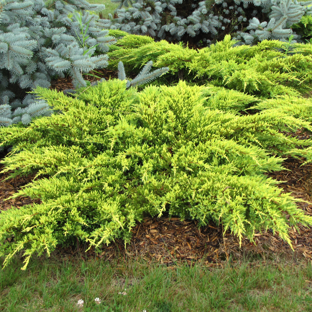 Daub's Frosted Juniper