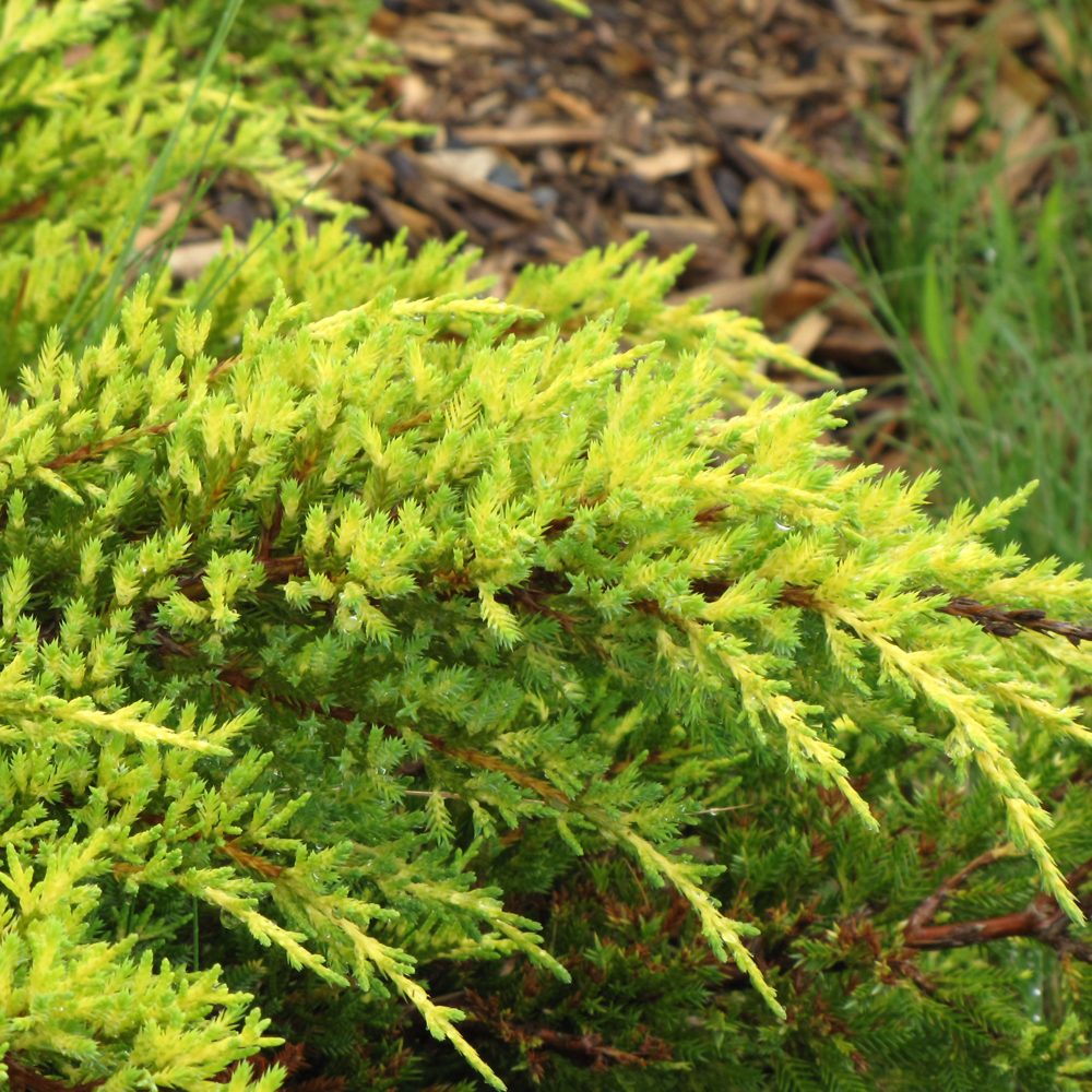 Daub's Frosted Juniper - Image 2