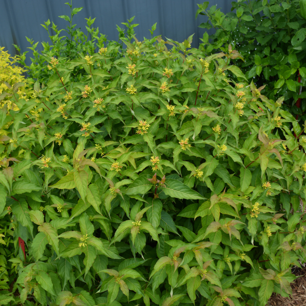 Kodiak Orange Diervilla