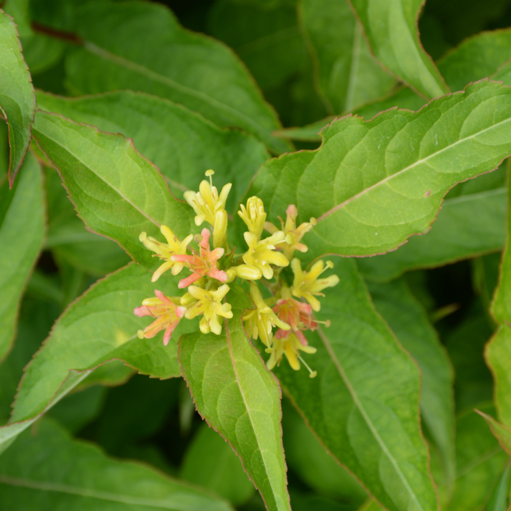 Kodiak Orange Diervilla - Image 2