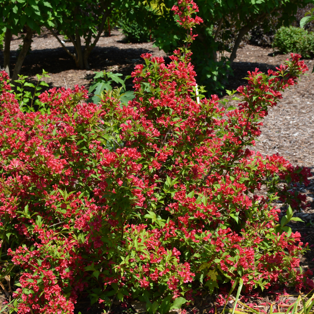 Sonic Bloom Red Reblooming Weigela - Image 2