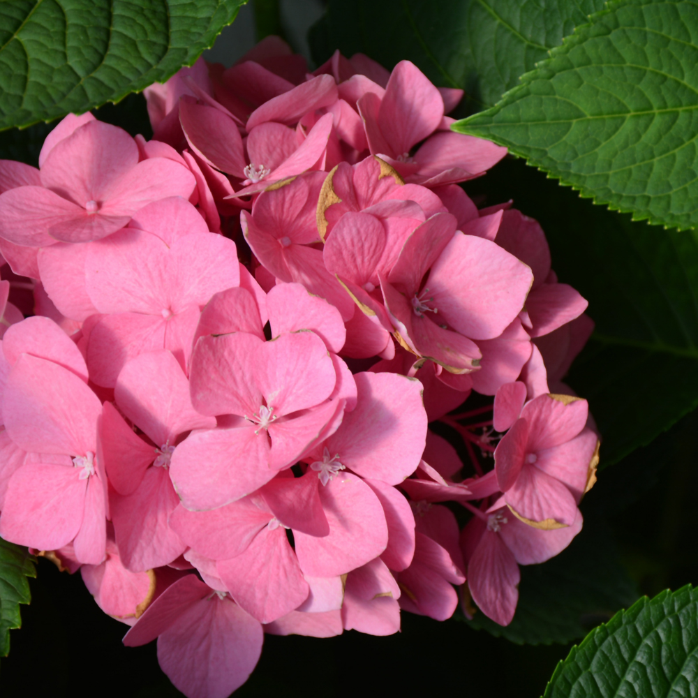 Let's Dance Big Easy Hydrangea