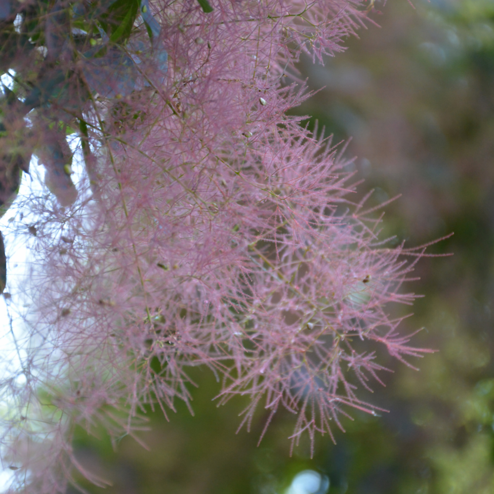 Royal Purple Smokebush - Image 3