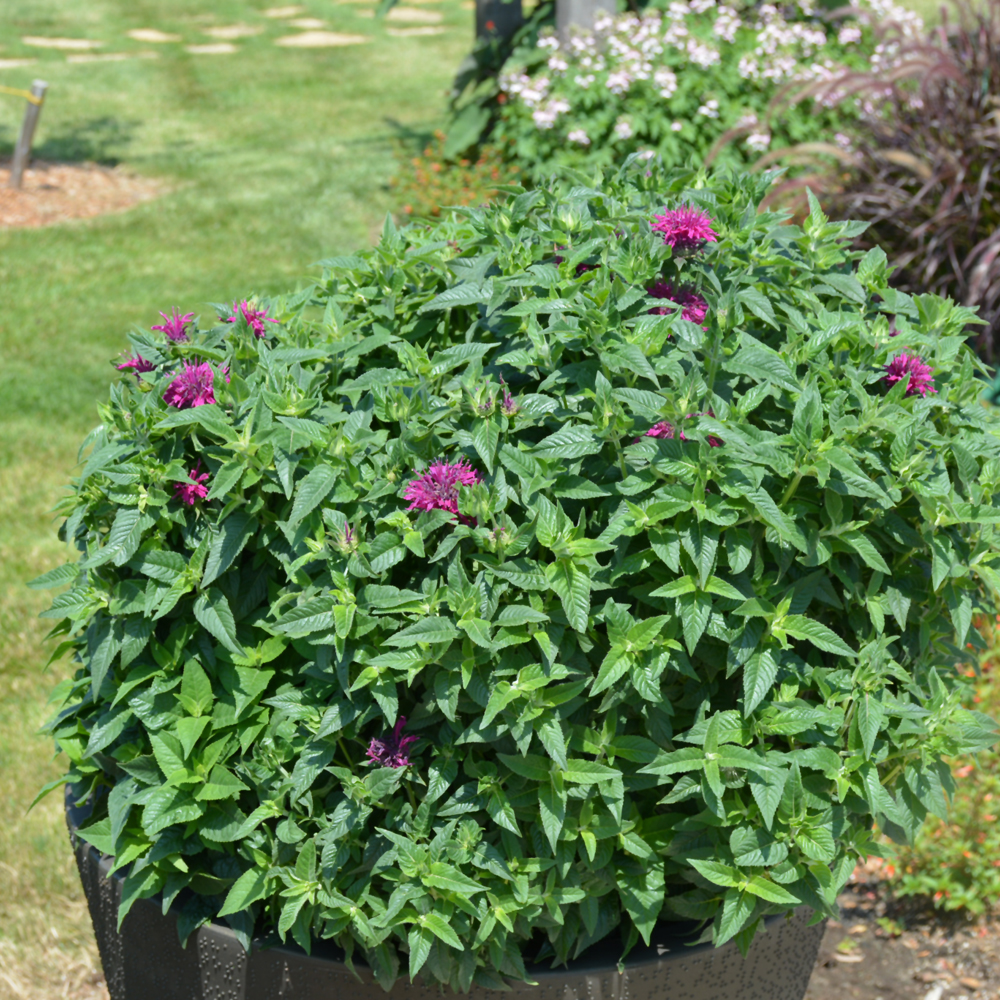 Pardon My Purple Beebalm - Image 2