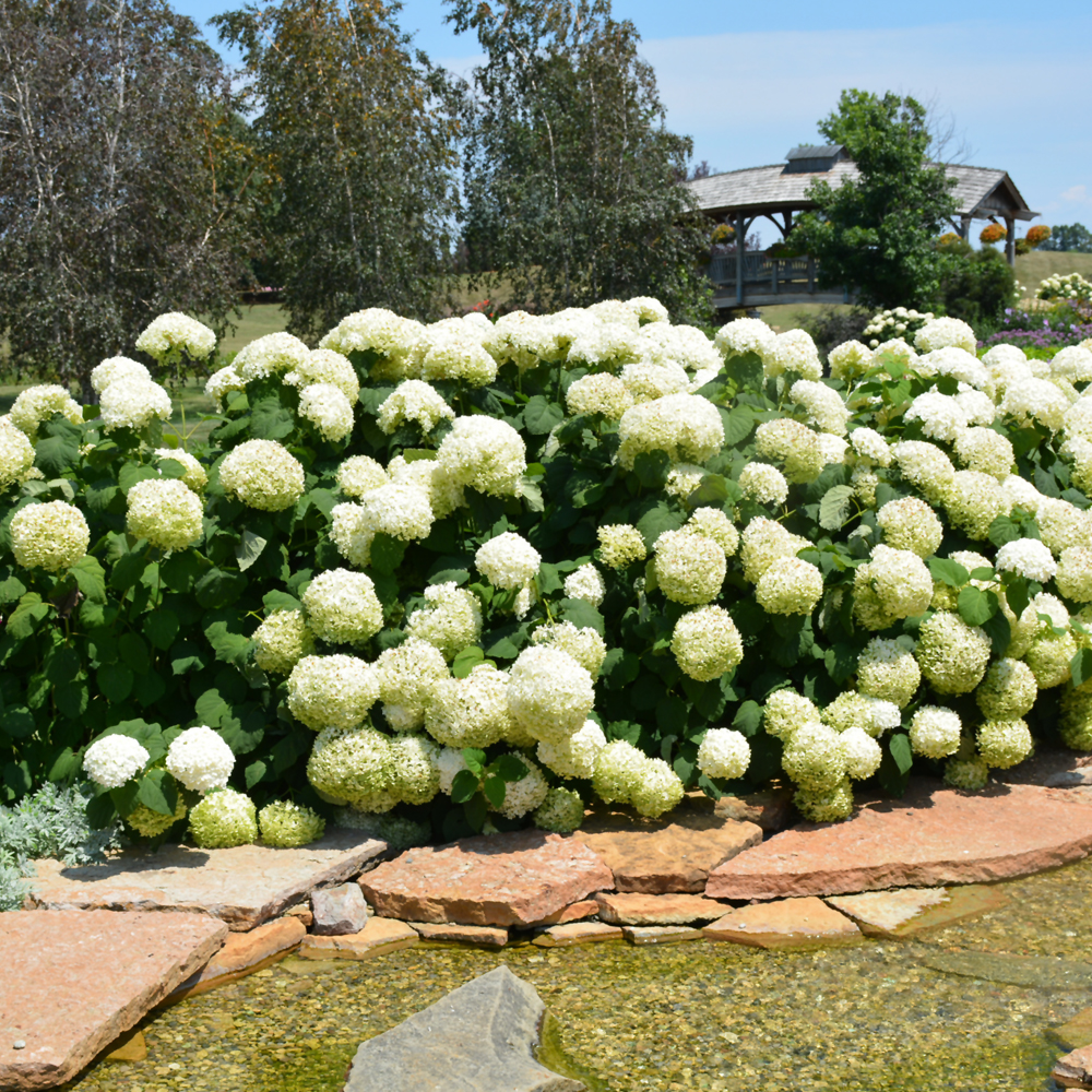 Incrediball Hydrangea - Image 2