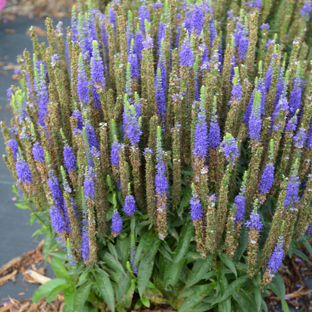 Royal Candles Speedwell - Image 2