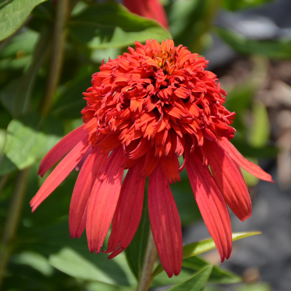 Cone-fections Hot Papaya Coneflower