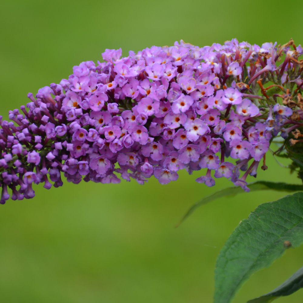 Pugster Periwinkle Butterfly Bush