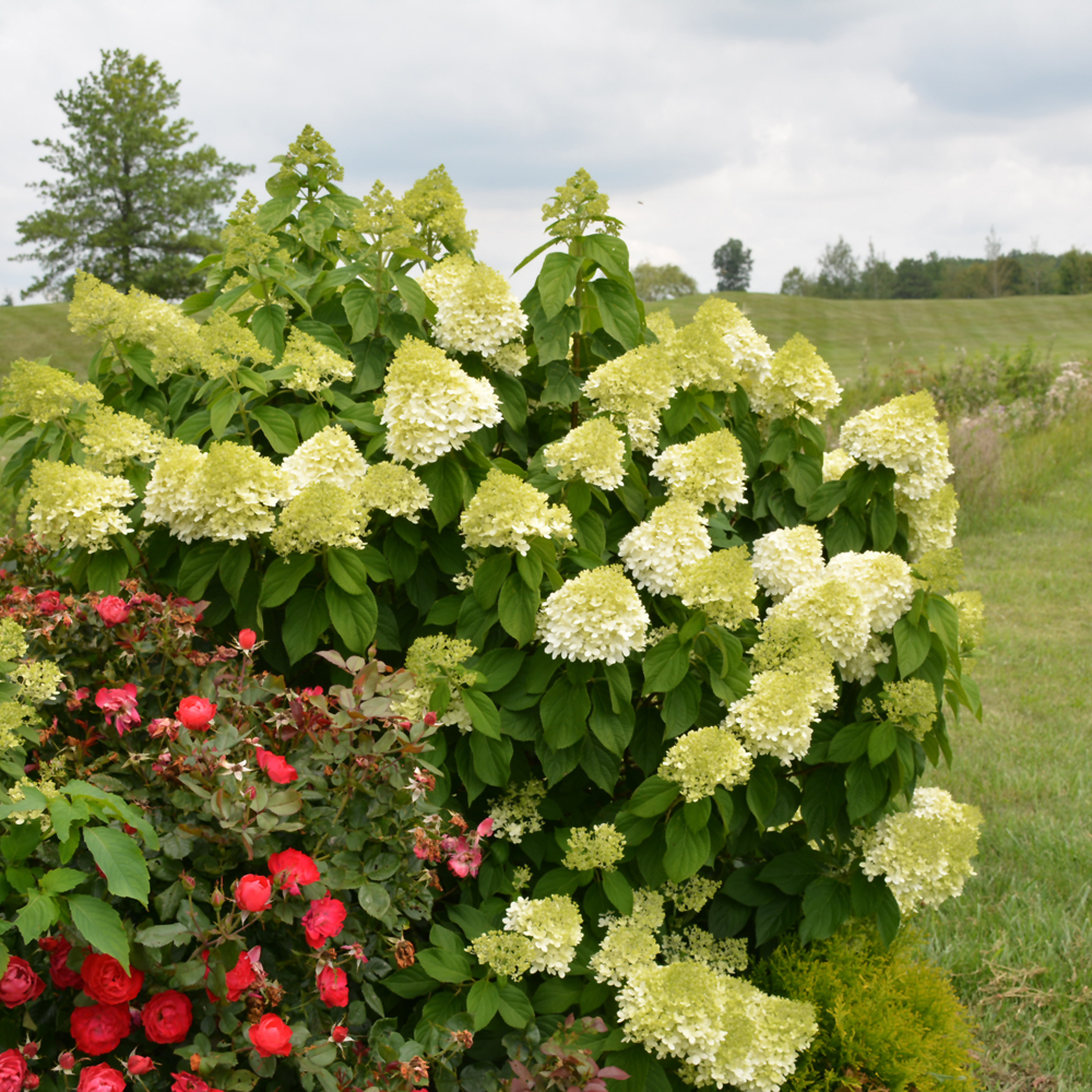 Limelight Prime Hydrangea