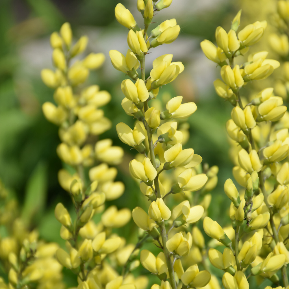American Goldfinch False Indigo - Image 2