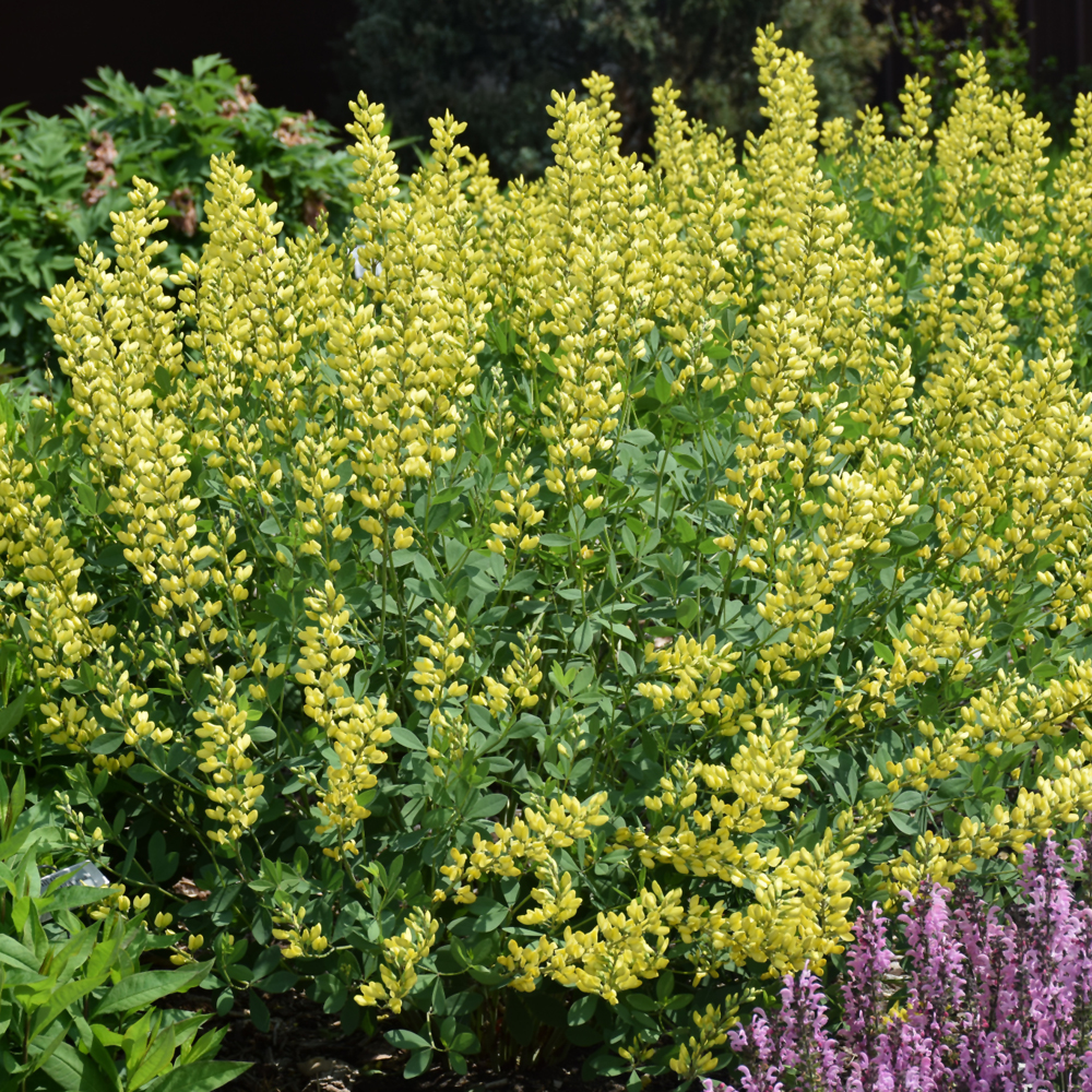 American Goldfinch False Indigo - Image 3