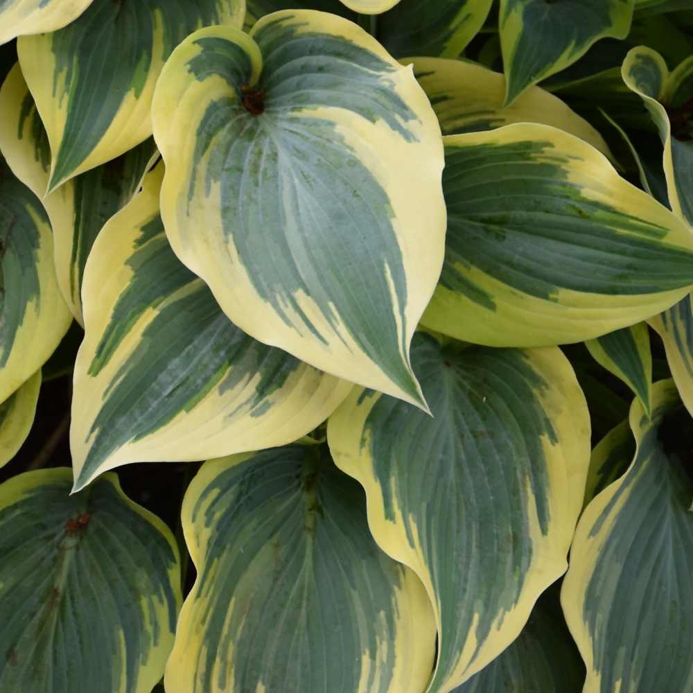 First Frost Hosta