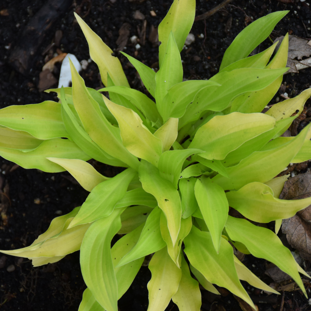 Munchkin Fire Hosta - Image 2
