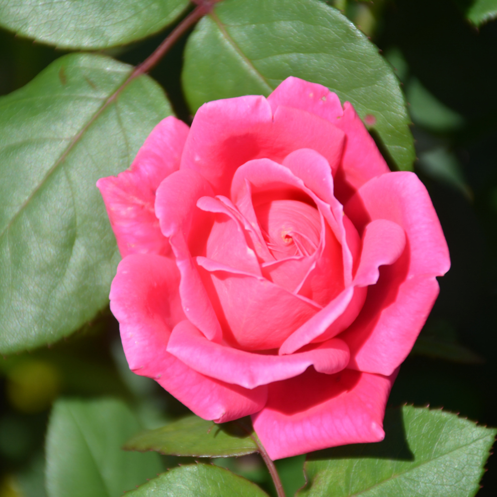 Pink Double Knock Out Rose