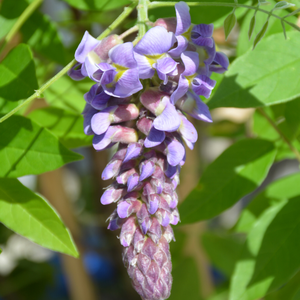 Amethyst Falls Wisteria - Image 2