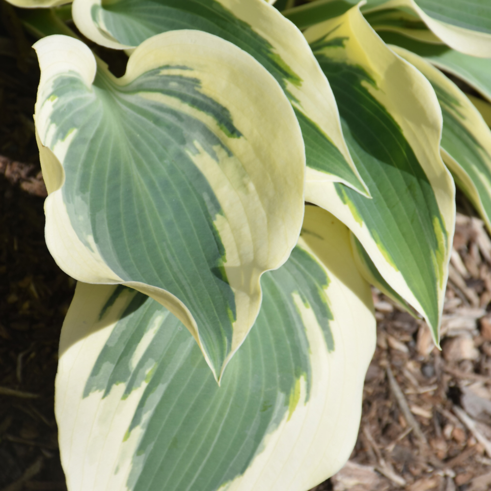 Blue Ivory Hosta