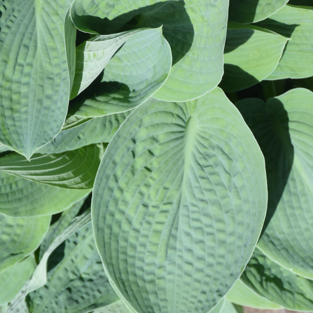 Big Daddy Hosta - Image 2
