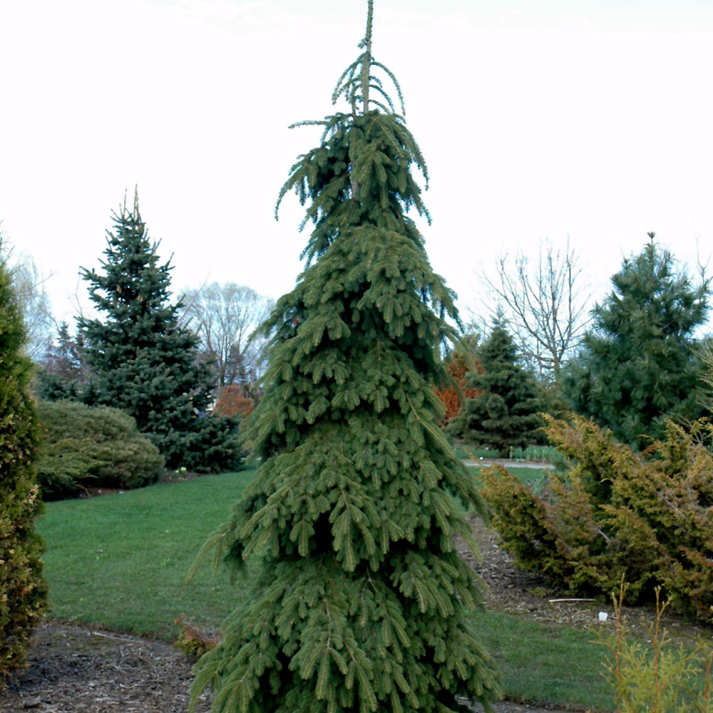 Weeping White Spruce