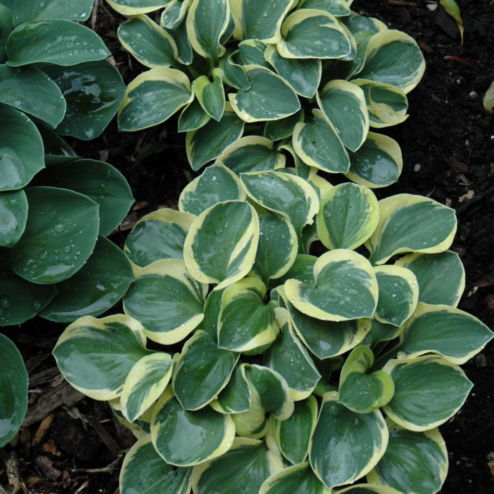 Mighty Mouse Hosta