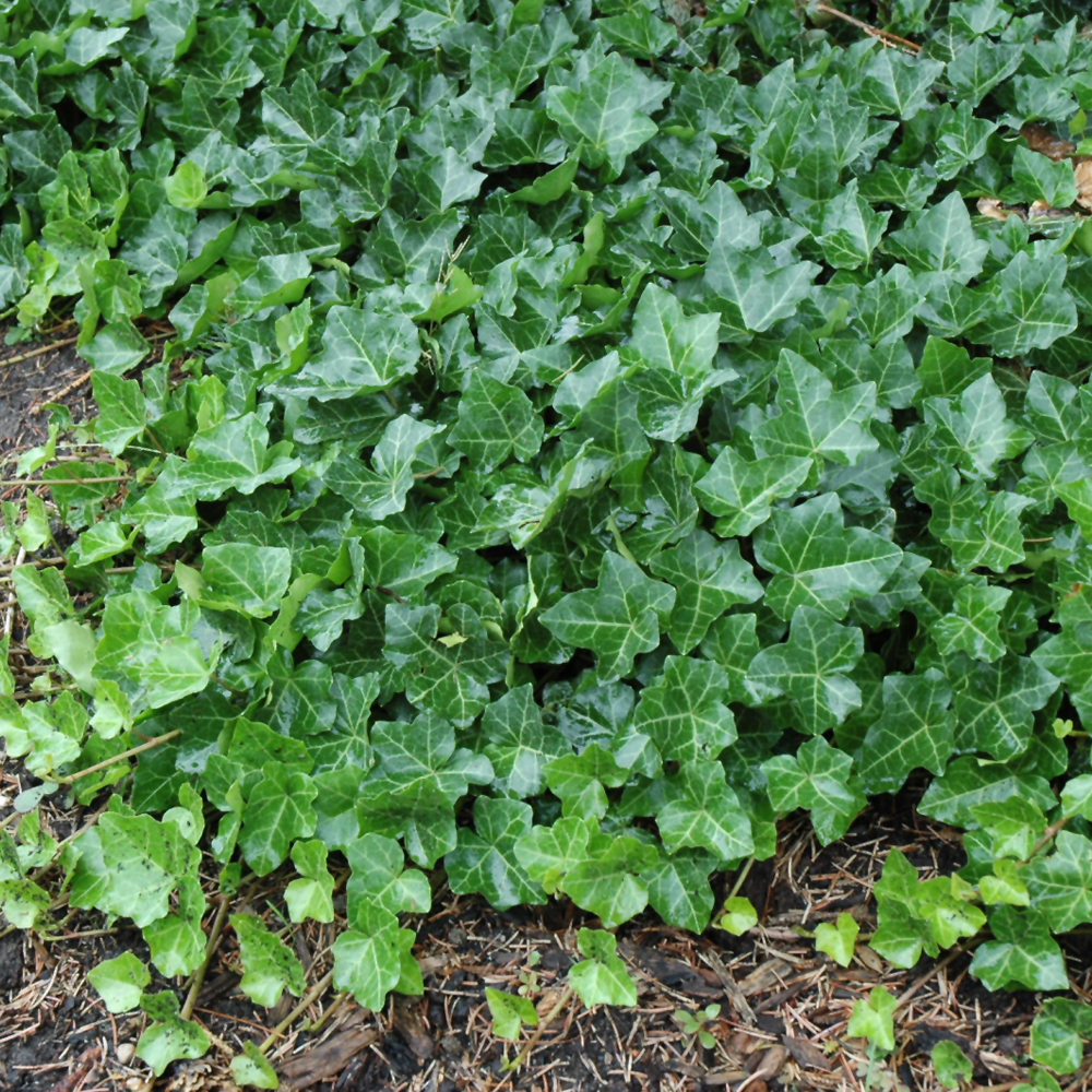 Thorndale Ivy - Image 2