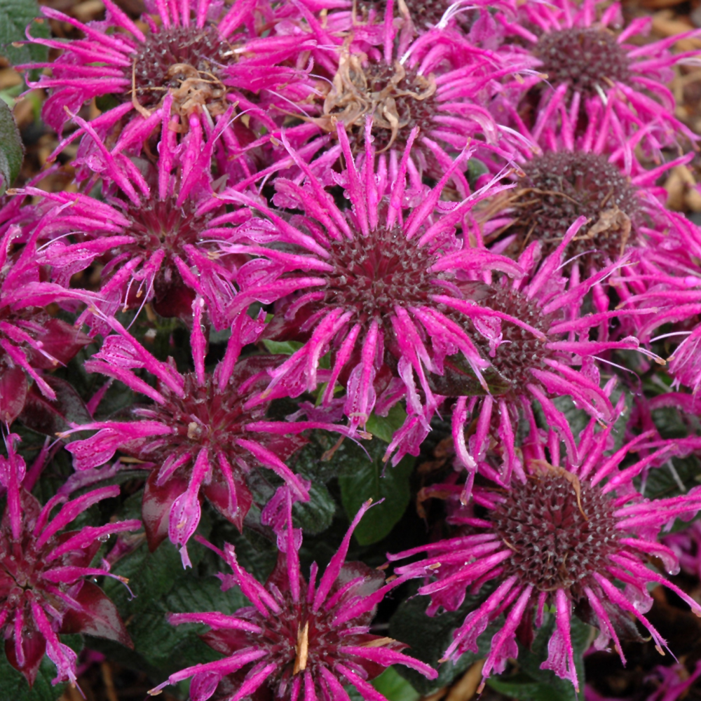 Balmy Purple Beebalm - Image 2