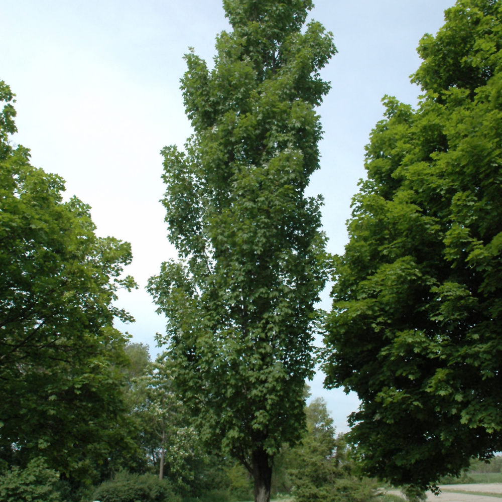 Armstrong Maple