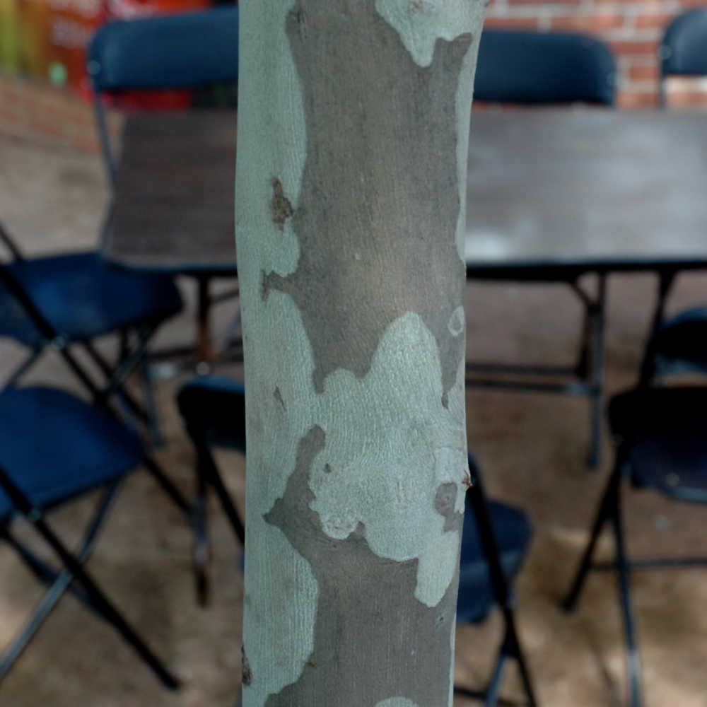 Exclamation! London Planetree - Image 2