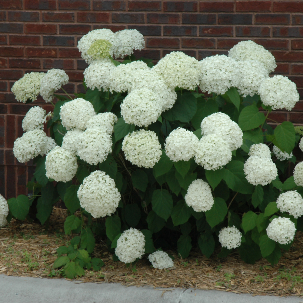 Incrediball Hydrangea - Image 3