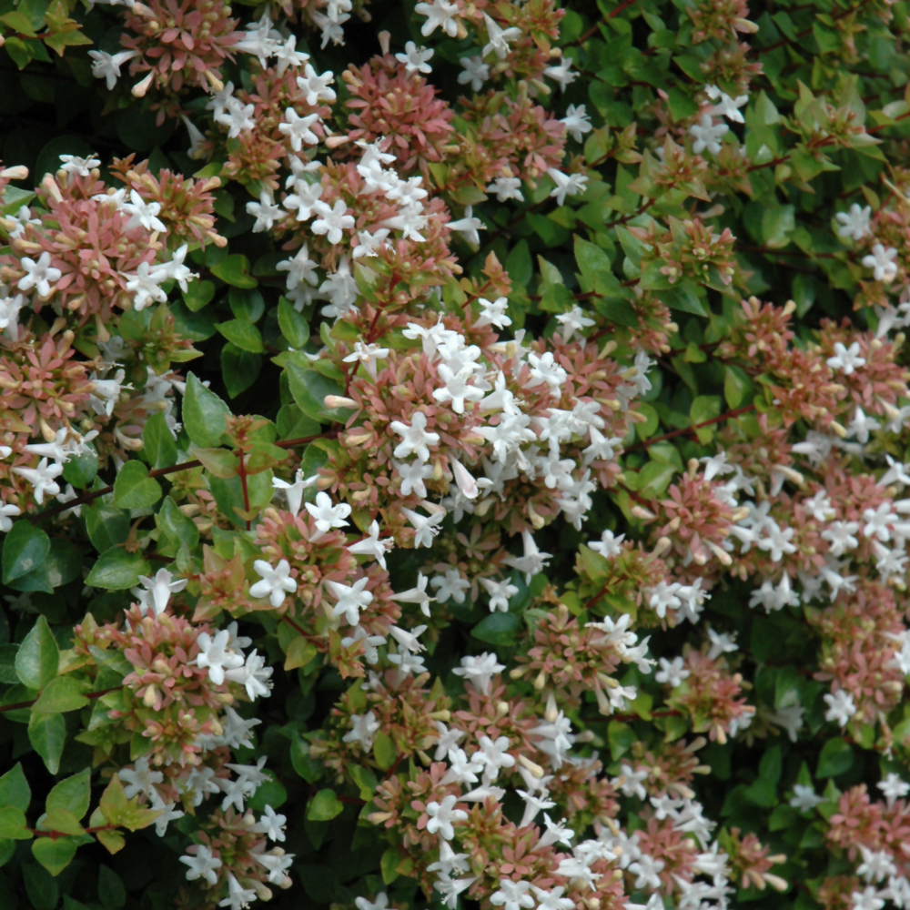 Rose Creek Abelia - Image 2
