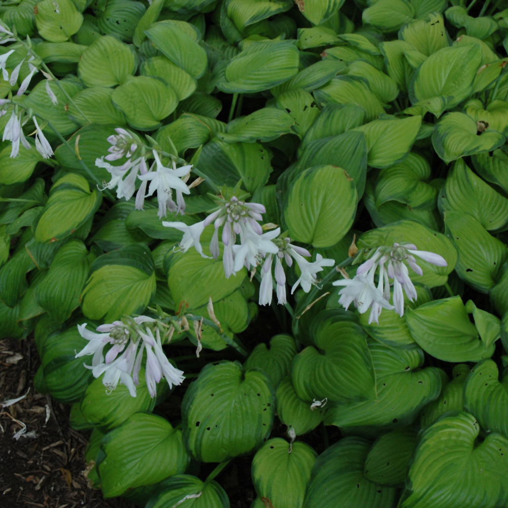 Guacamole Hosta - Image 3