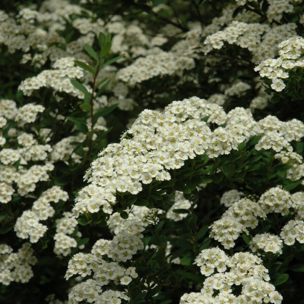 Snowmound Spirea - Image 2