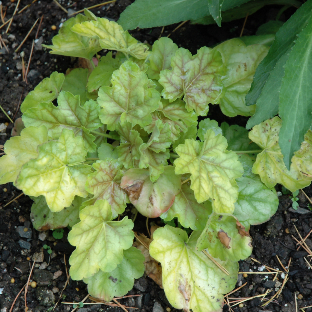 Tokyo Coral Bells - Image 2