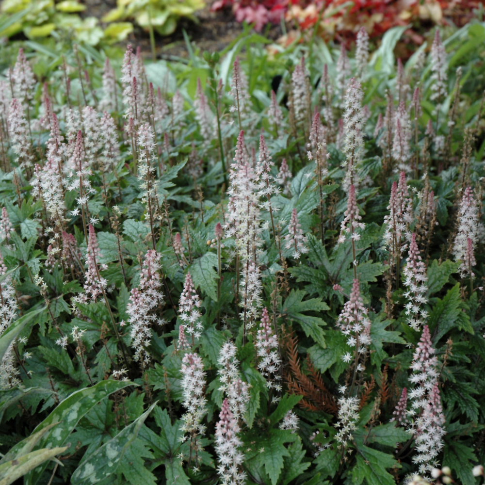 Pink Skyrocket Foamflower - Image 2