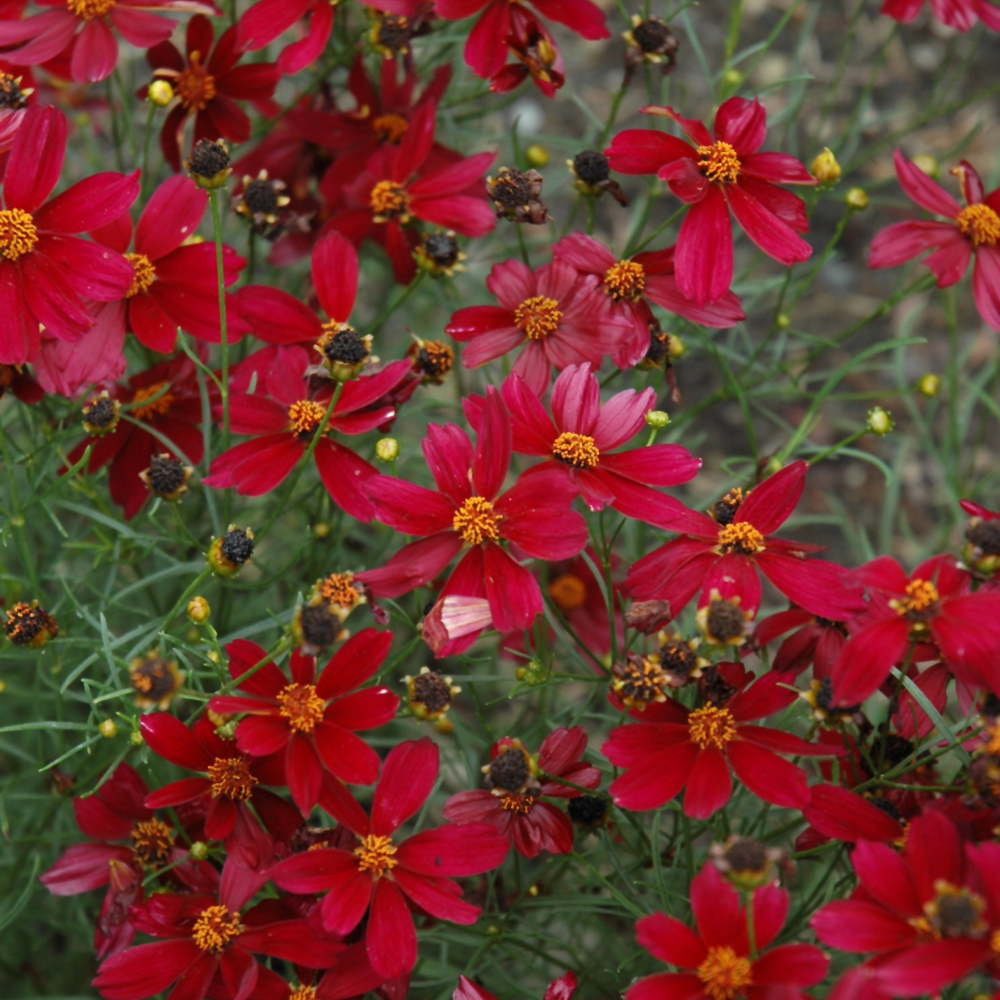 Red Satin Tickseed - Image 2
