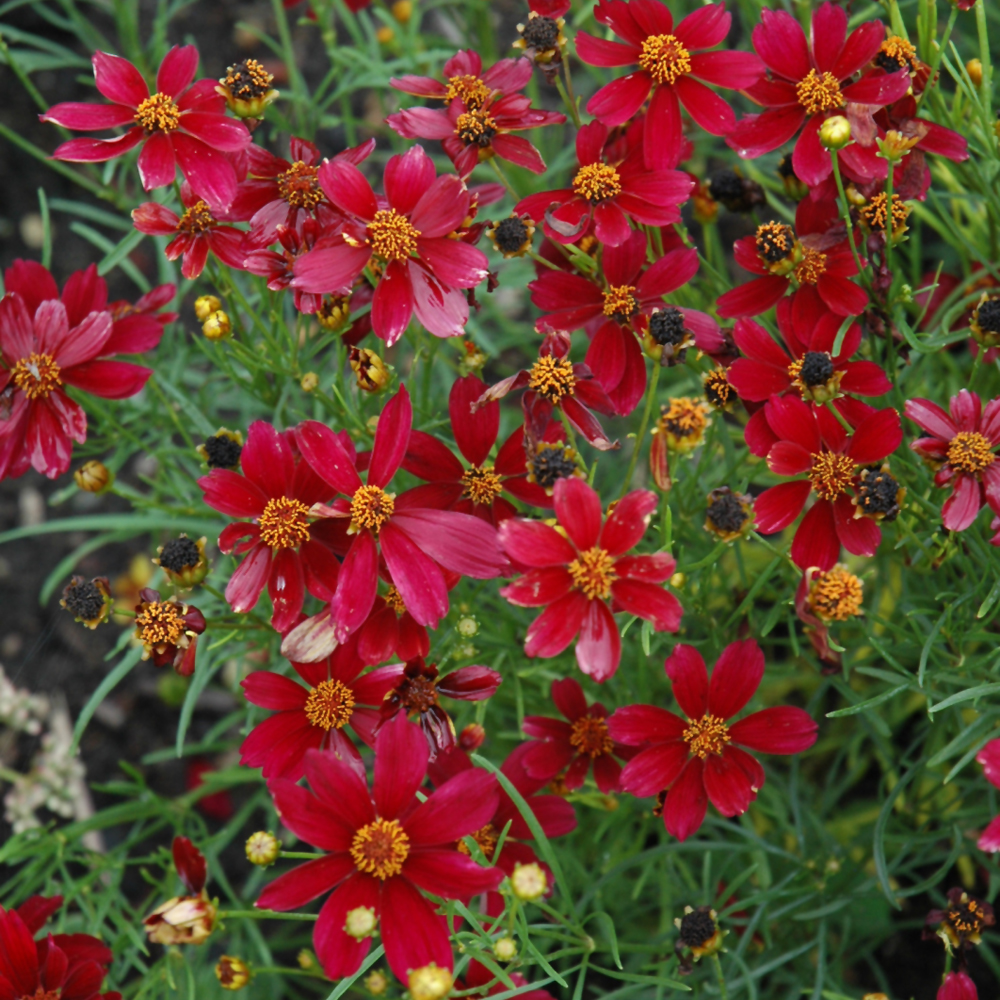 Red Satin Tickseed