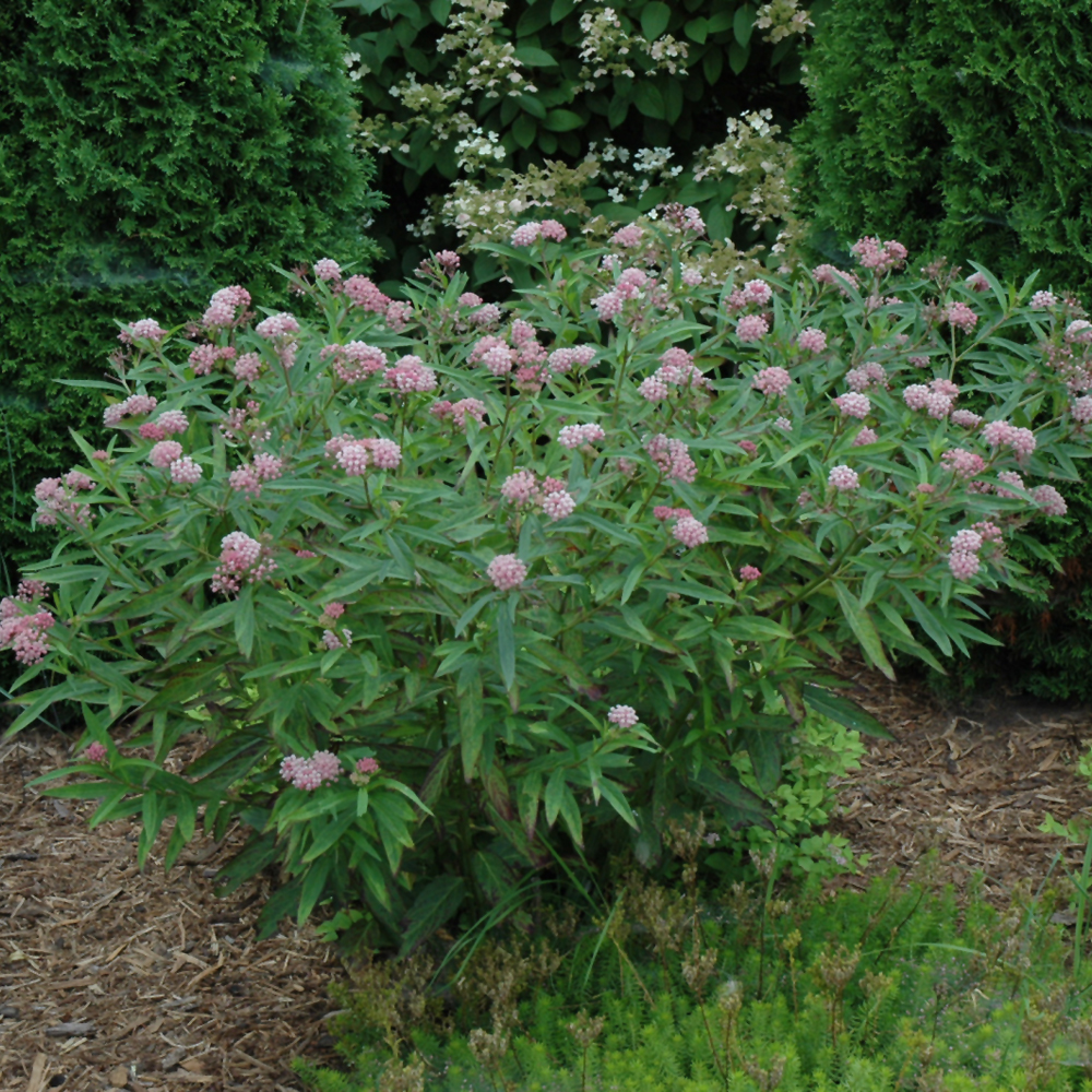 Cinderella Milkweed - Image 2