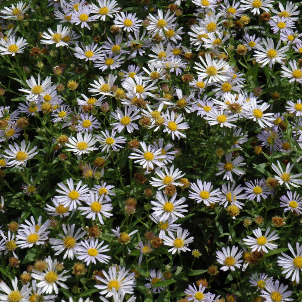 Blue Star Japanese Aster