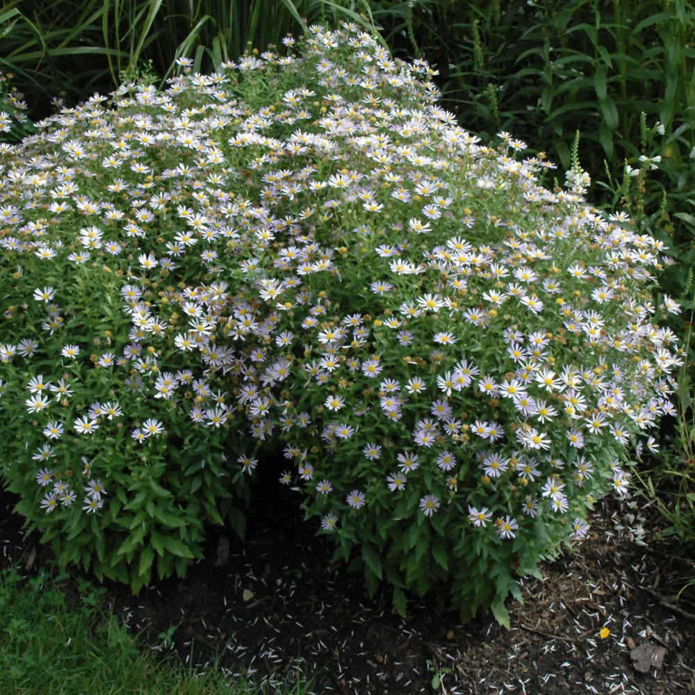 Blue Star Japanese Aster - Image 2