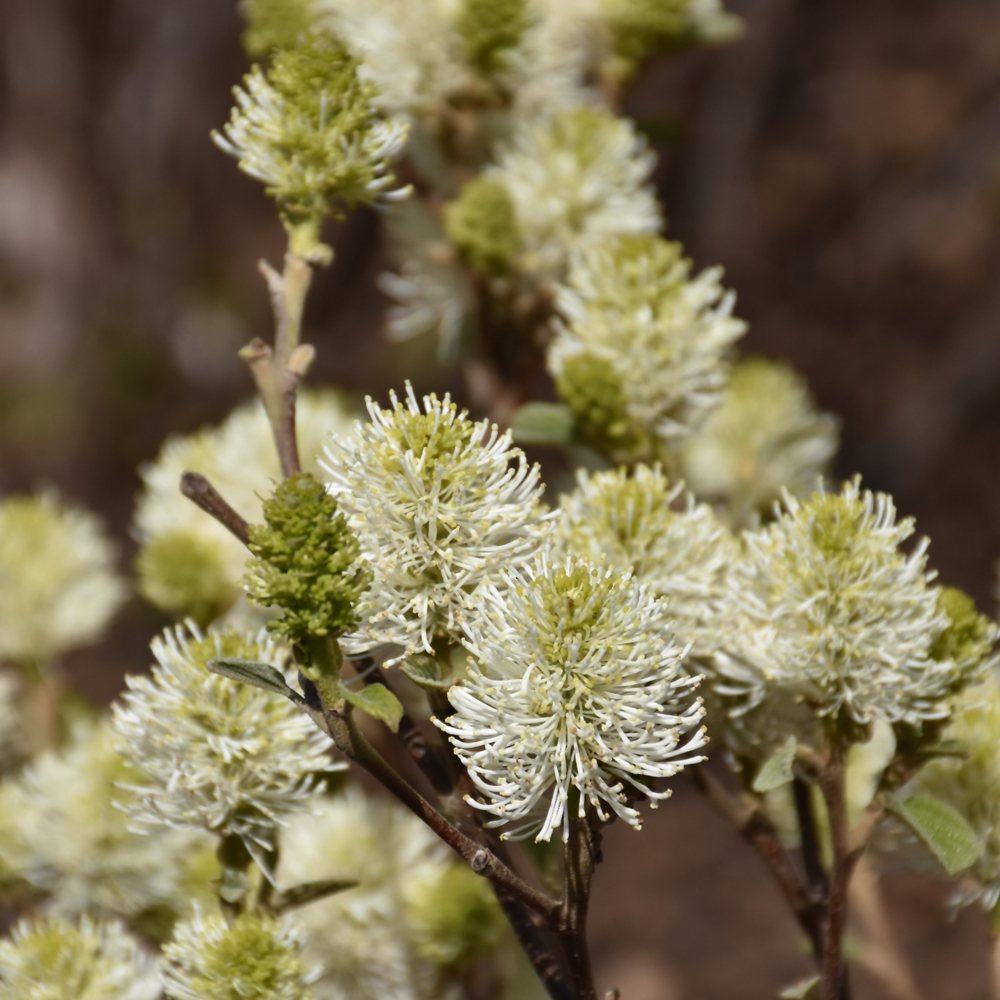 Mt. Airy Fothergilla