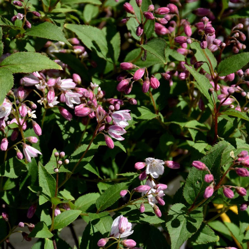 Yuki Cherry Blossom Deutzia - Image 2