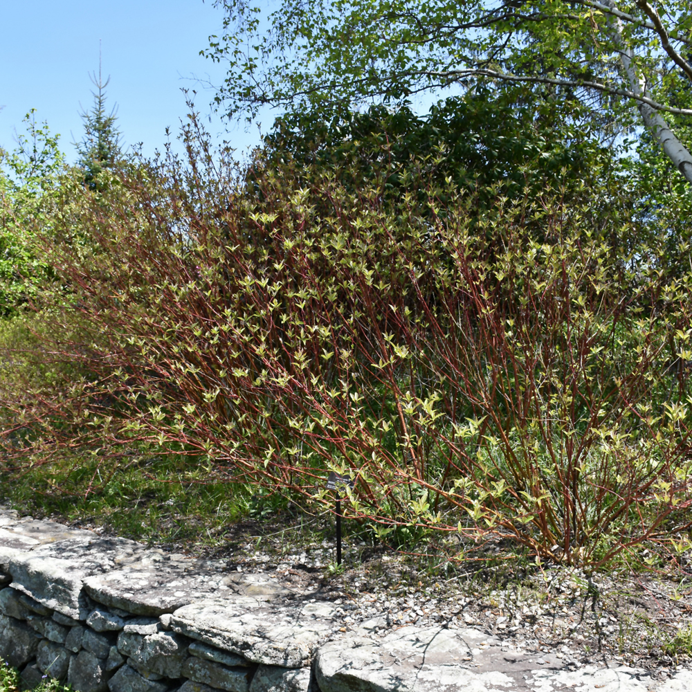Bailey's Red Twig Dogwood - Image 2